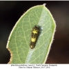 iphiclides podalirius larva1